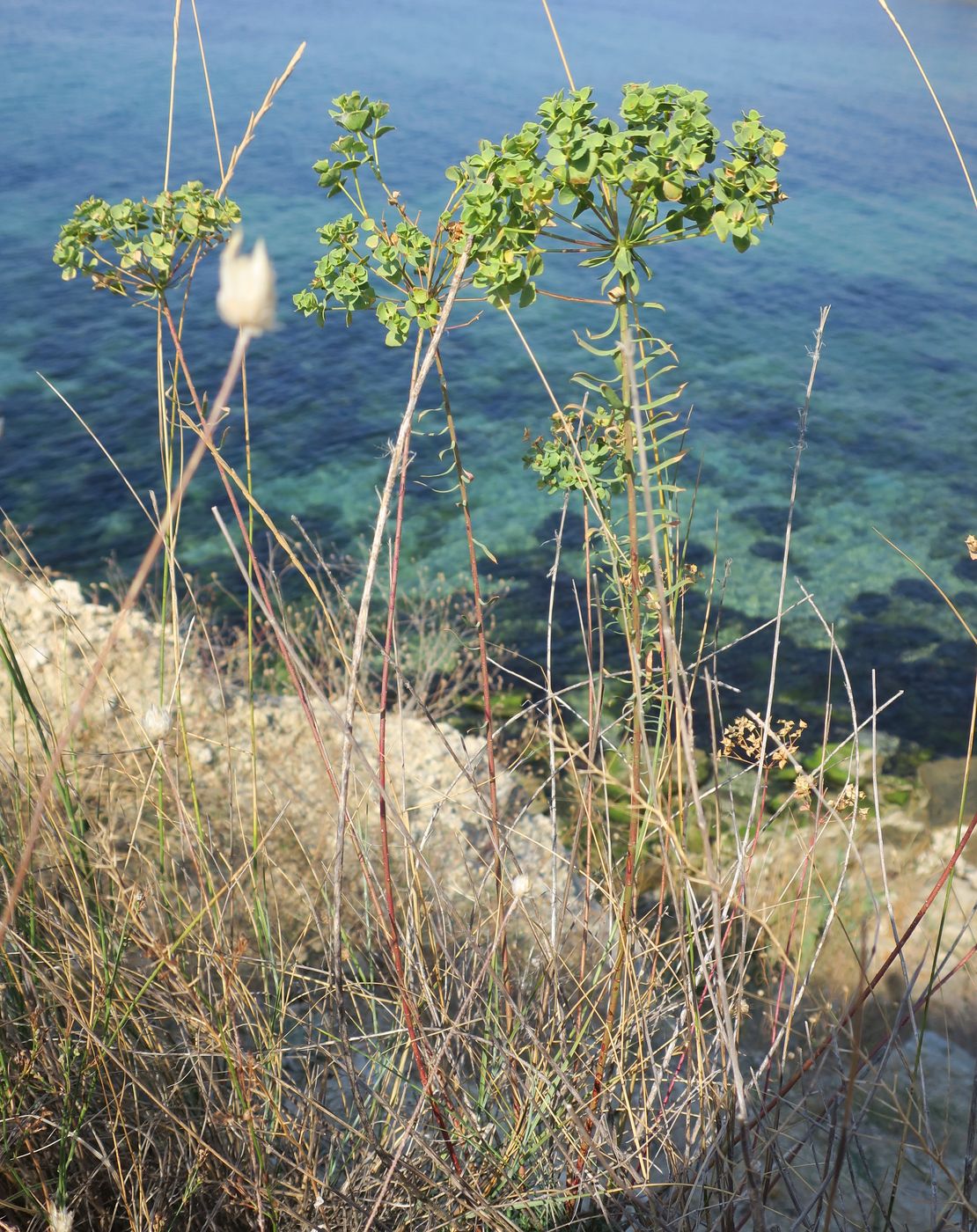 Image of genus Euphorbia specimen.