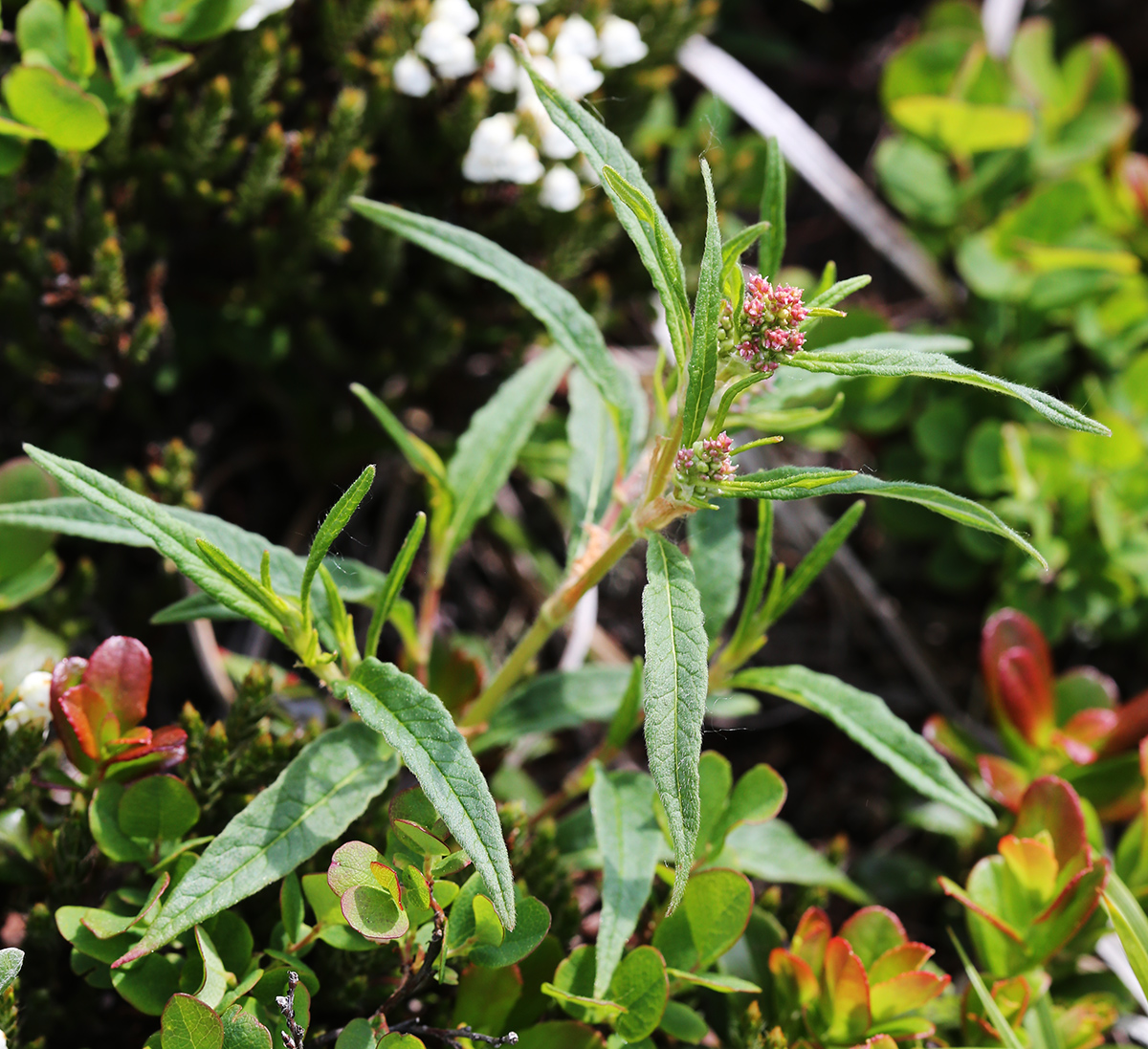 Image of Aconogonon ajanense specimen.