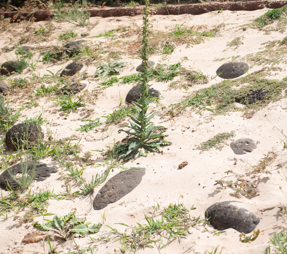 Image of Verbascum virgatum specimen.