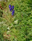 род Aconitum