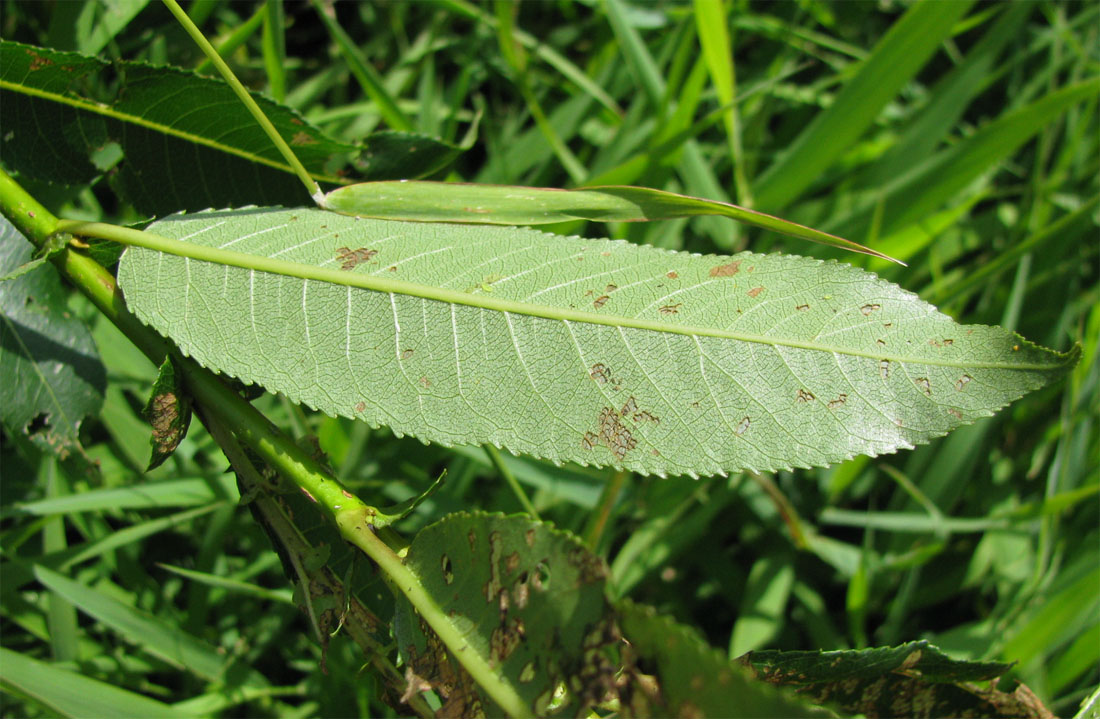 Image of Salix &times; schumanniana specimen.