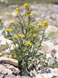 Erysimum hieraciifolium