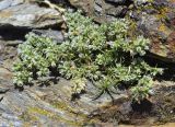 Scleranthus perennis подвид polycnemoides. Цветущие растения. Испания, автономное сообщество Каталония, провинция Жирона, комарка Рипольес, муниципалитет Мольо, плато в окр. горного приюта les Saleres de Caderget (1720 м н.у.м), скальный выход на субальпийском лугу. 09.07.2023.