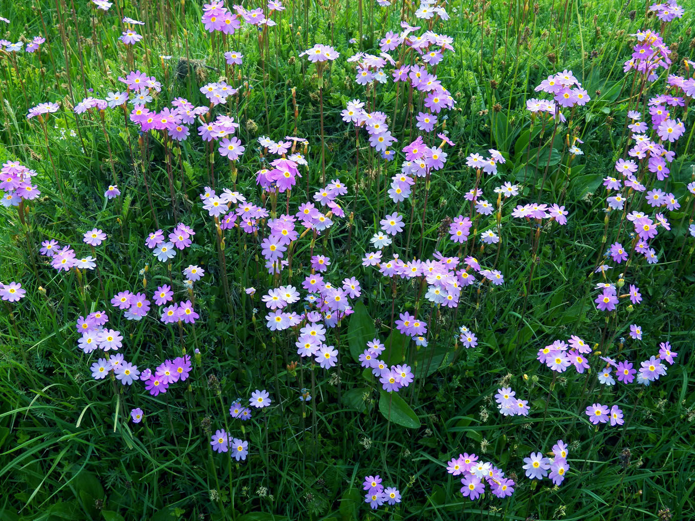 Image of Primula pamirica specimen.