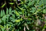Astragalus japonicus