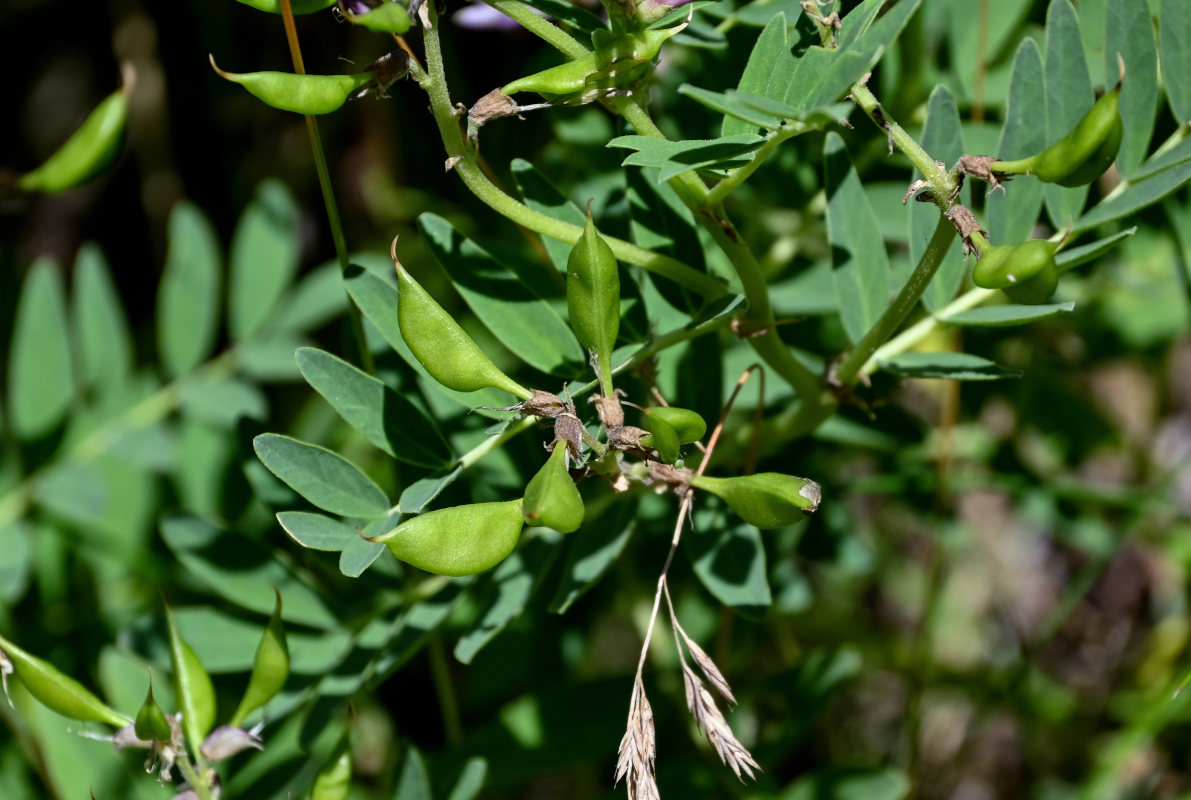 Изображение особи Astragalus japonicus.