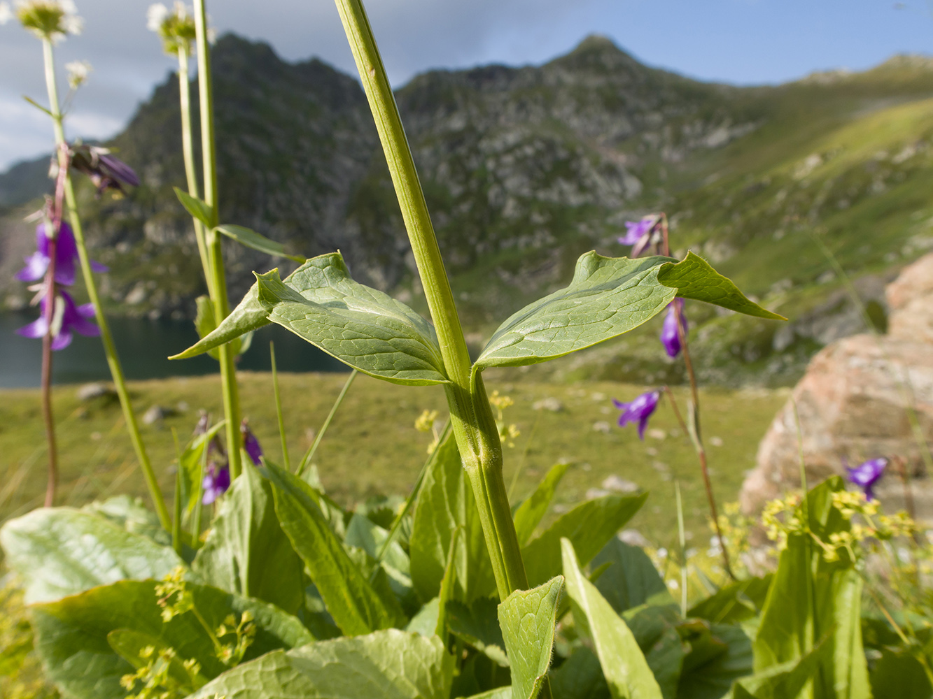 Изображение особи Valeriana alpestris.