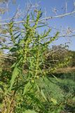 Rumex maritimus