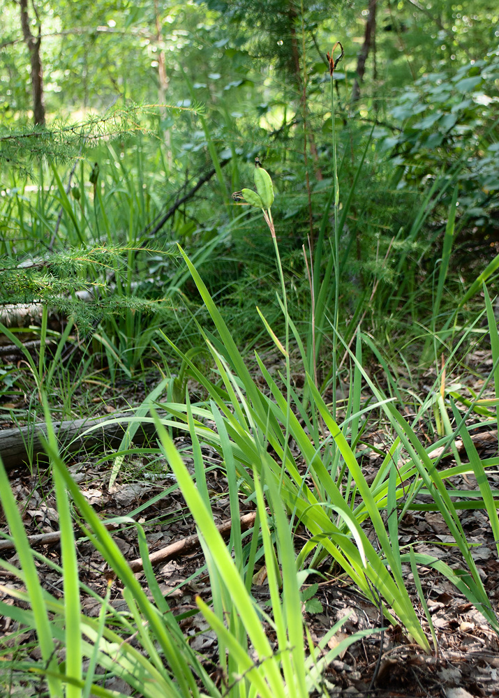 Image of Iris setosa specimen.