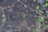 Chenopodium sosnowskyi