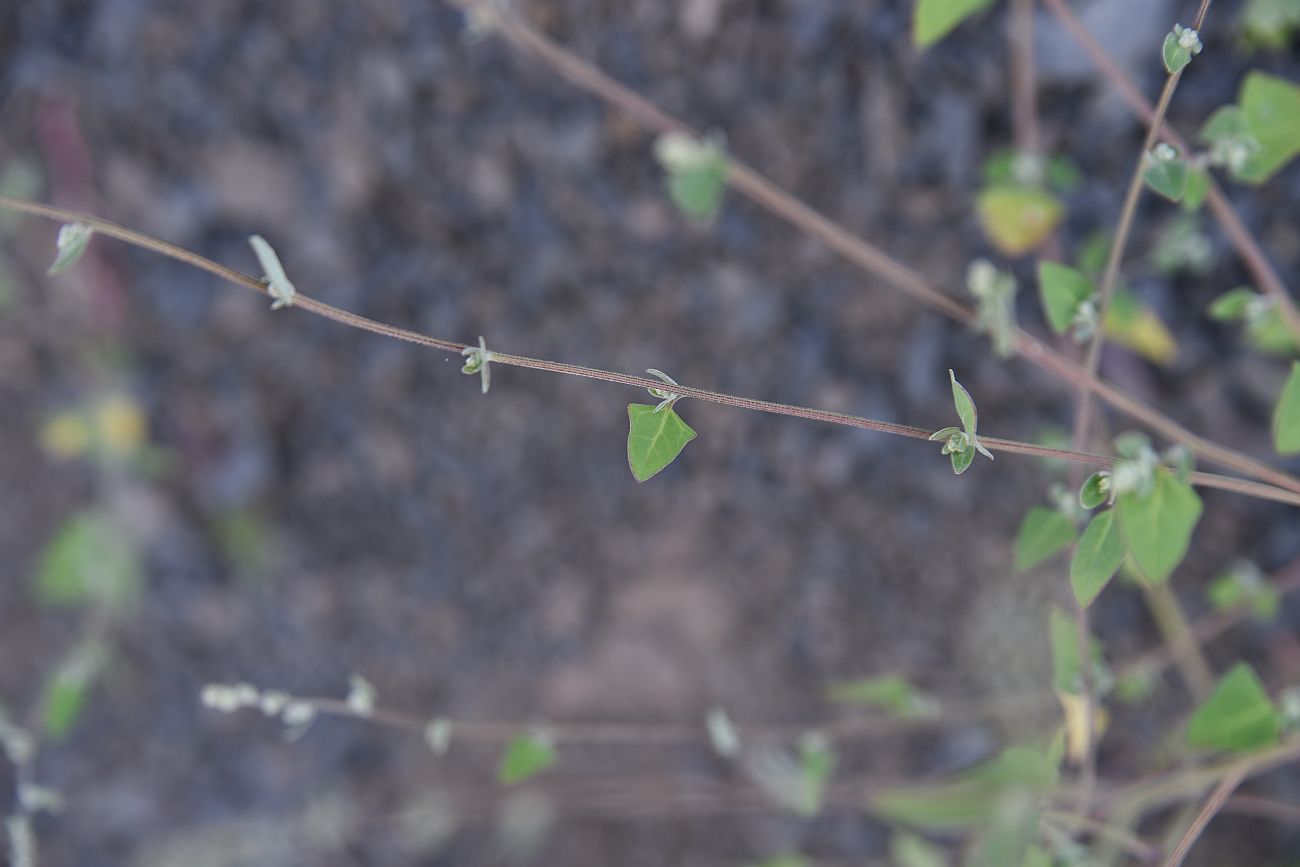 Image of Chenopodium sosnowskyi specimen.