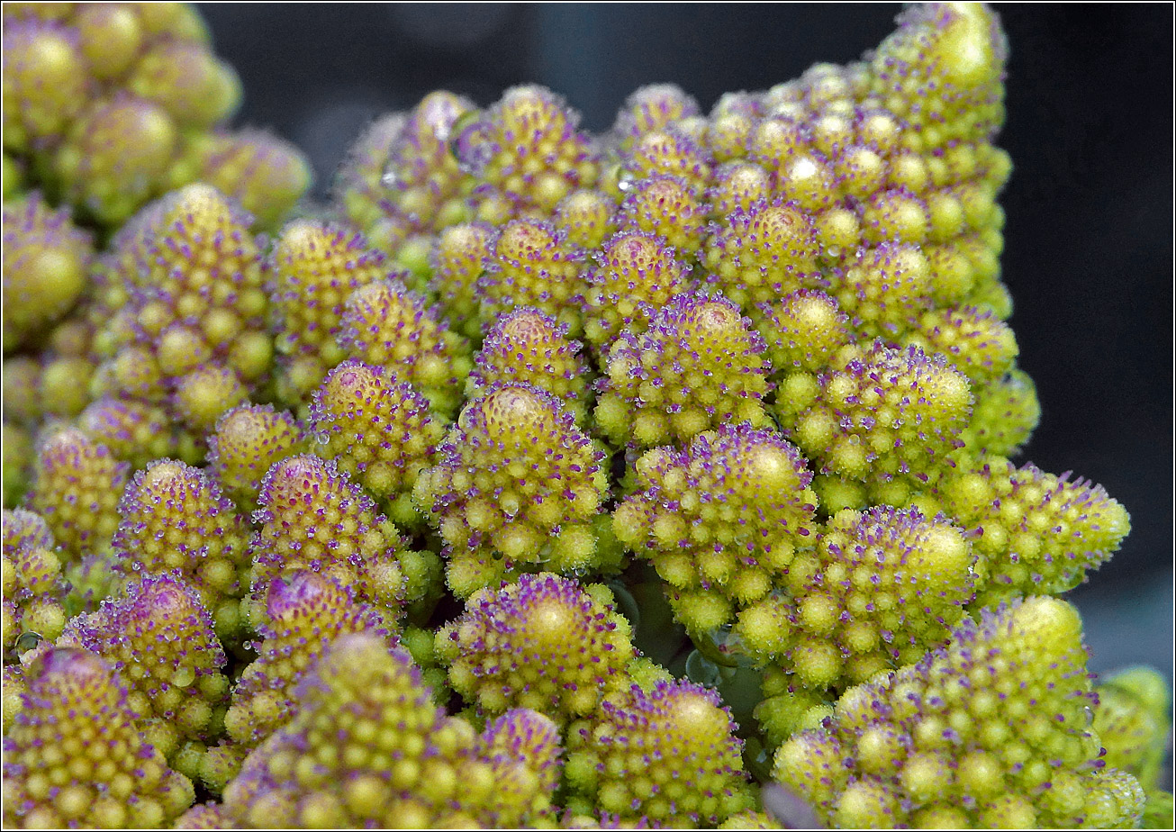 Изображение особи Brassica oleracea var. botrytis.