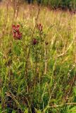 Astragalus cornutus