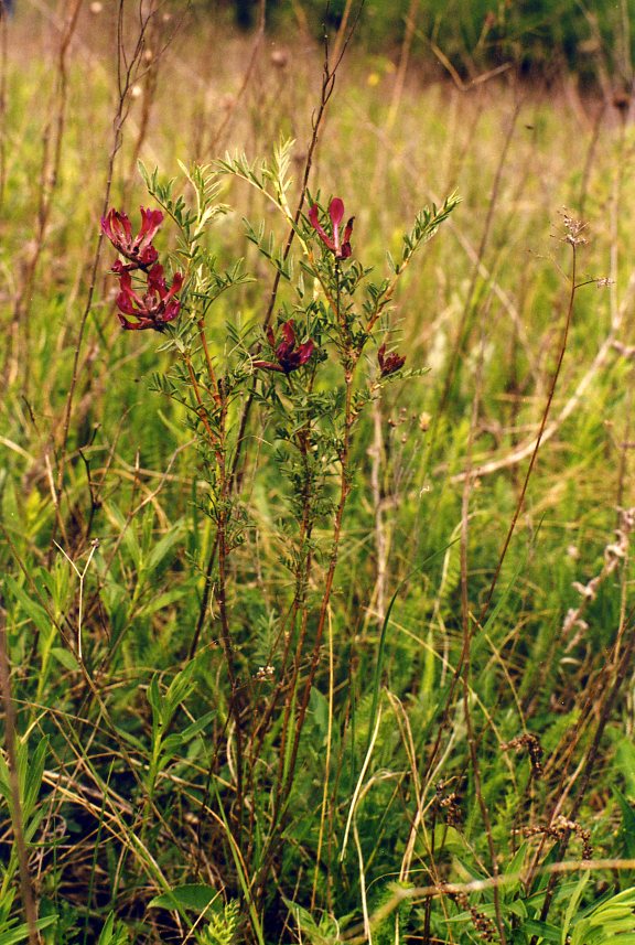 Изображение особи Astragalus cornutus.