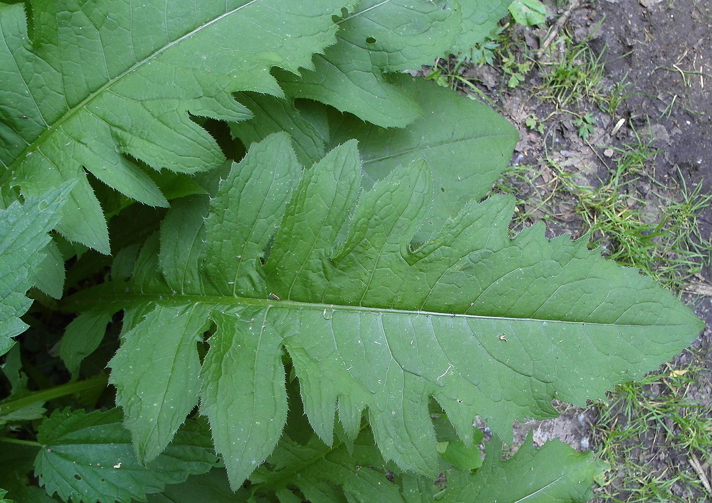 Image of Cirsium oleraceum specimen.