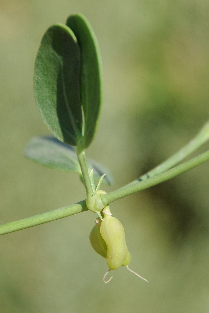 Изображение особи Zygophyllum fabago.