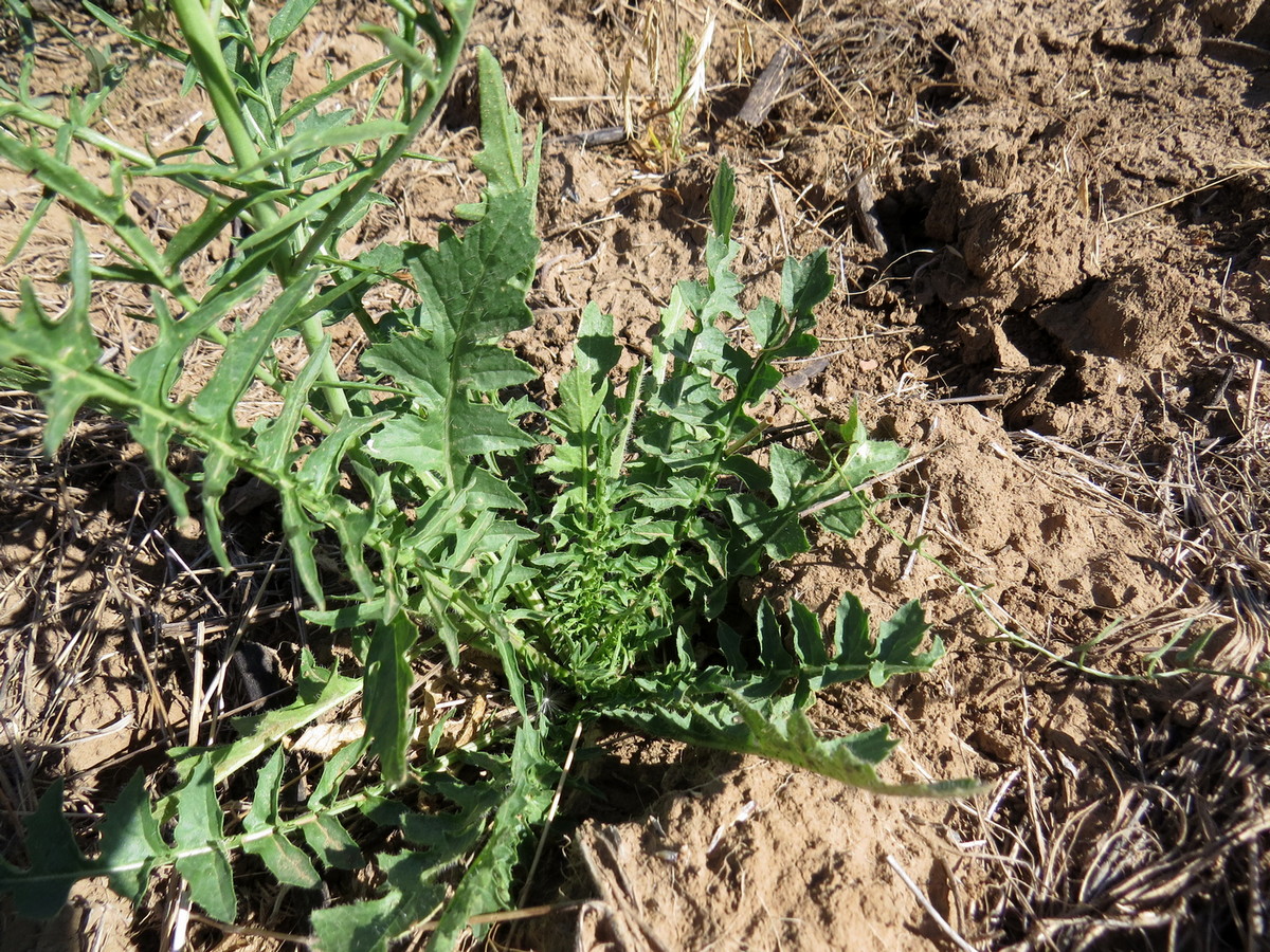 Image of Sisymbrium altissimum specimen.