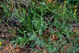 genus Lappula. Цветущее растение в сообществе с Artemisia, Alyssum и Poaceae. Калмыкия, Яшкульский р-н, окр. пос. Утта, сухой склон. 18.04.2021.