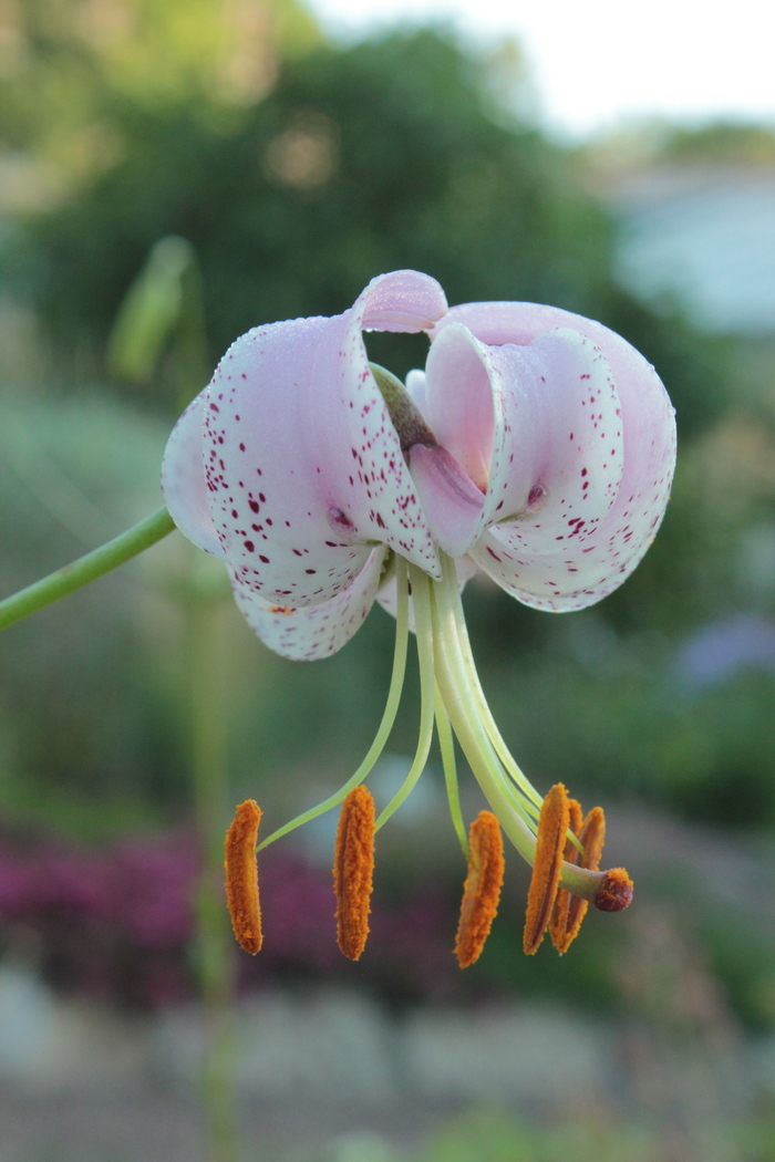 Image of Lilium lankongense specimen.