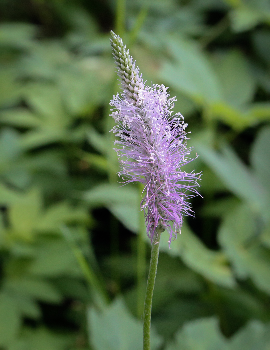 Image of Plantago urvillei specimen.