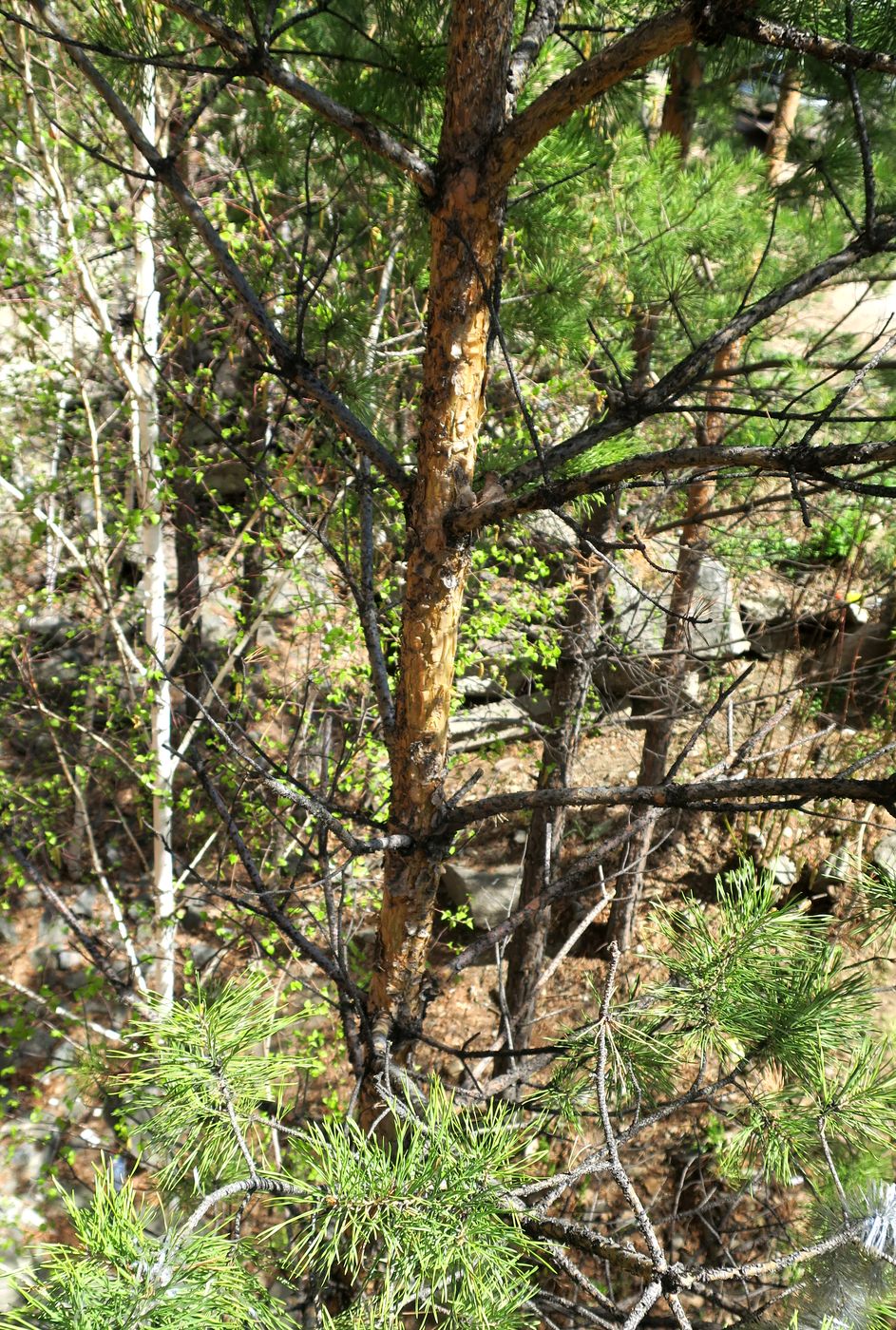 Image of Pinus sylvestris specimen.