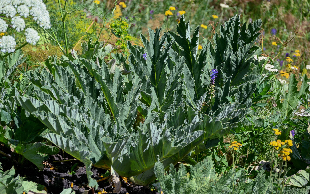 Image of genus Heracleum specimen.