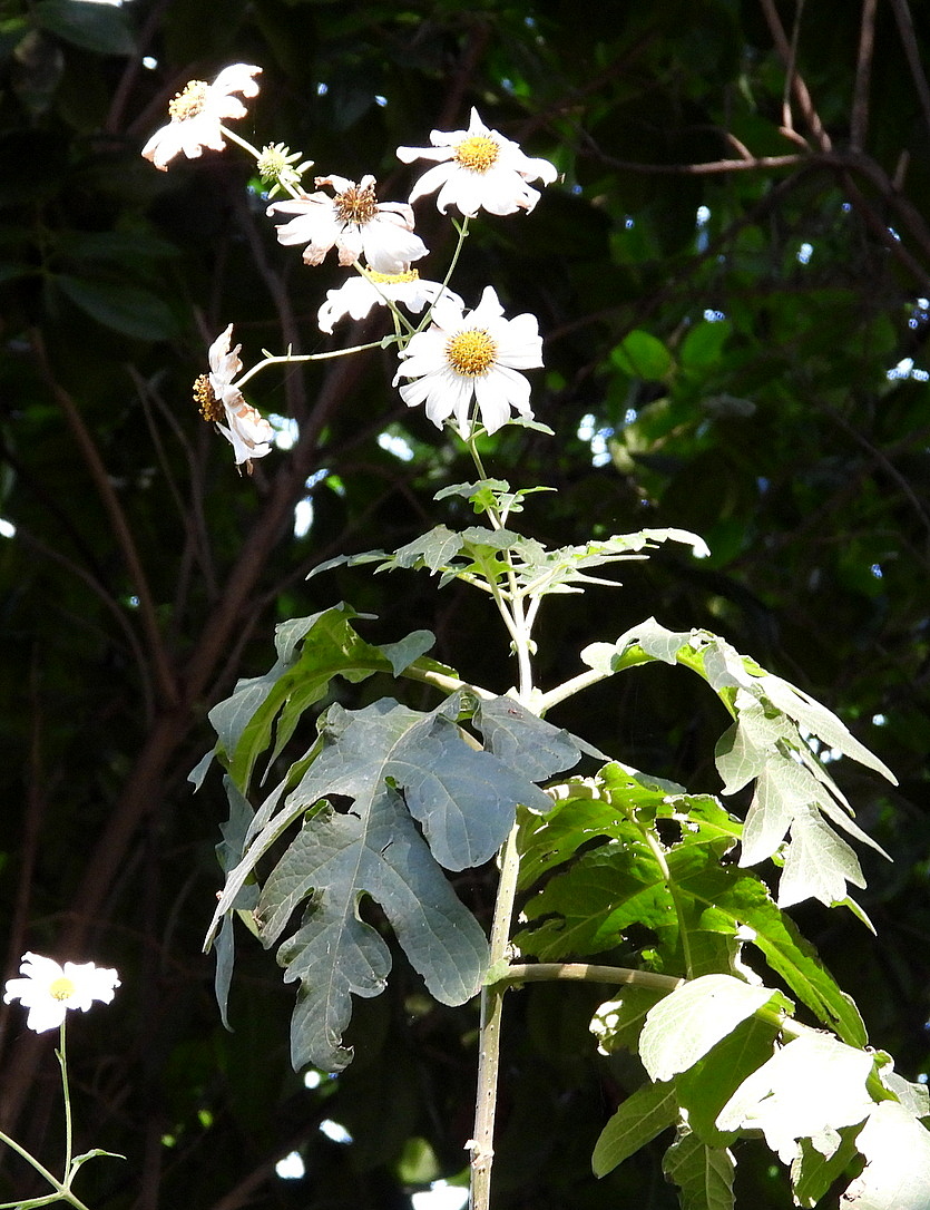 Image of Montanoa bipinnatifida specimen.