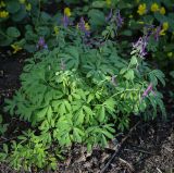 Corydalis intermedia. Цветущее растение. Ростовская обл., г. Донецк, клумба. 09.04.2024.