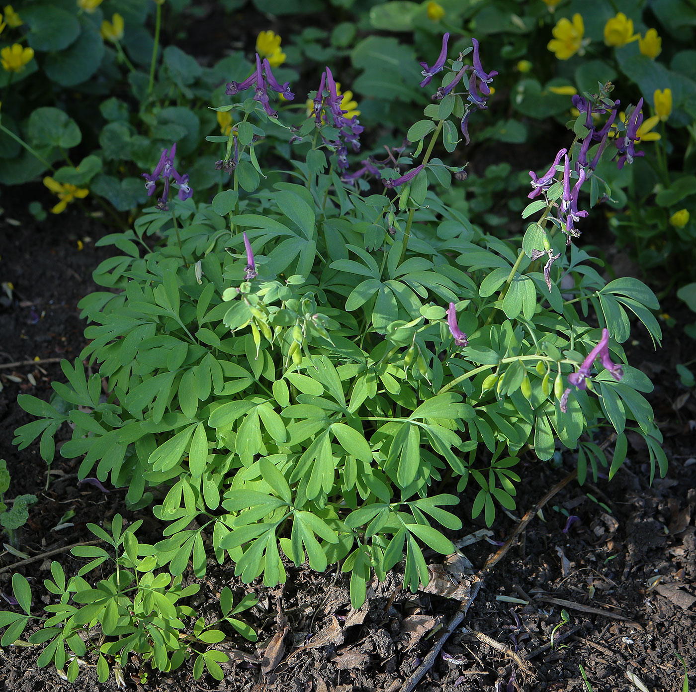 Image of Corydalis intermedia specimen.