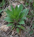 Hesperis matronalis