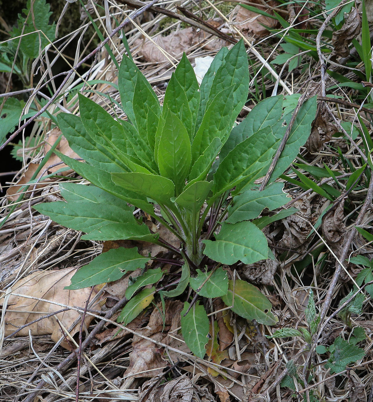Image of Hesperis matronalis specimen.