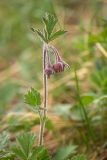 Geum rivale. Верхушка цветущего растения в каплях тумана. Краснодарский край, Апшеронский р-н, Лагонакский хр., окр. горы Житная, ≈ 1700 м н.у.м., горный луг. 30.04.2024.