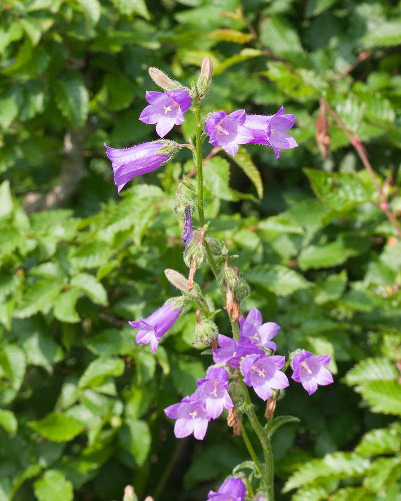Изображение особи Campanula praealta.
