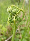 Pteridium japonicum