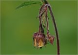 Geum rivale