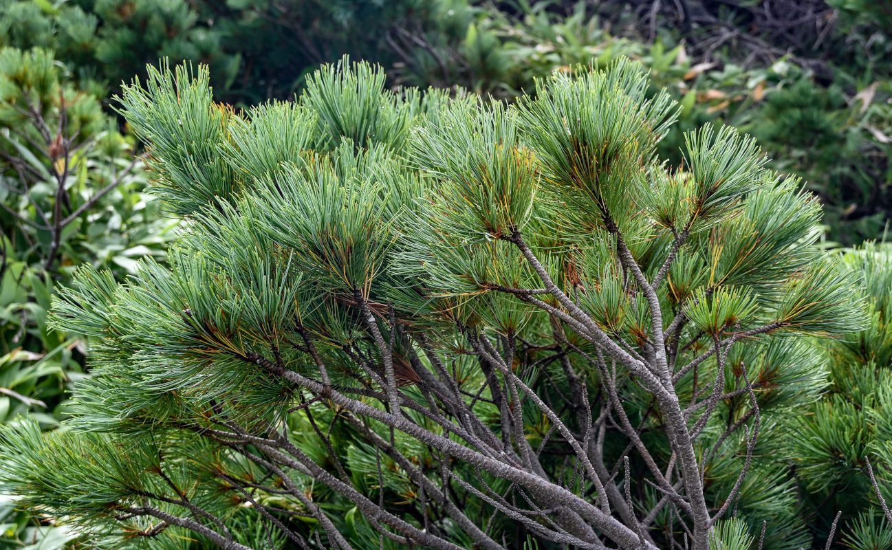 Image of Pinus pumila specimen.