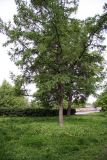 Larix sibirica. Дерево в городском озеленении. Псков. 20.06.2006.