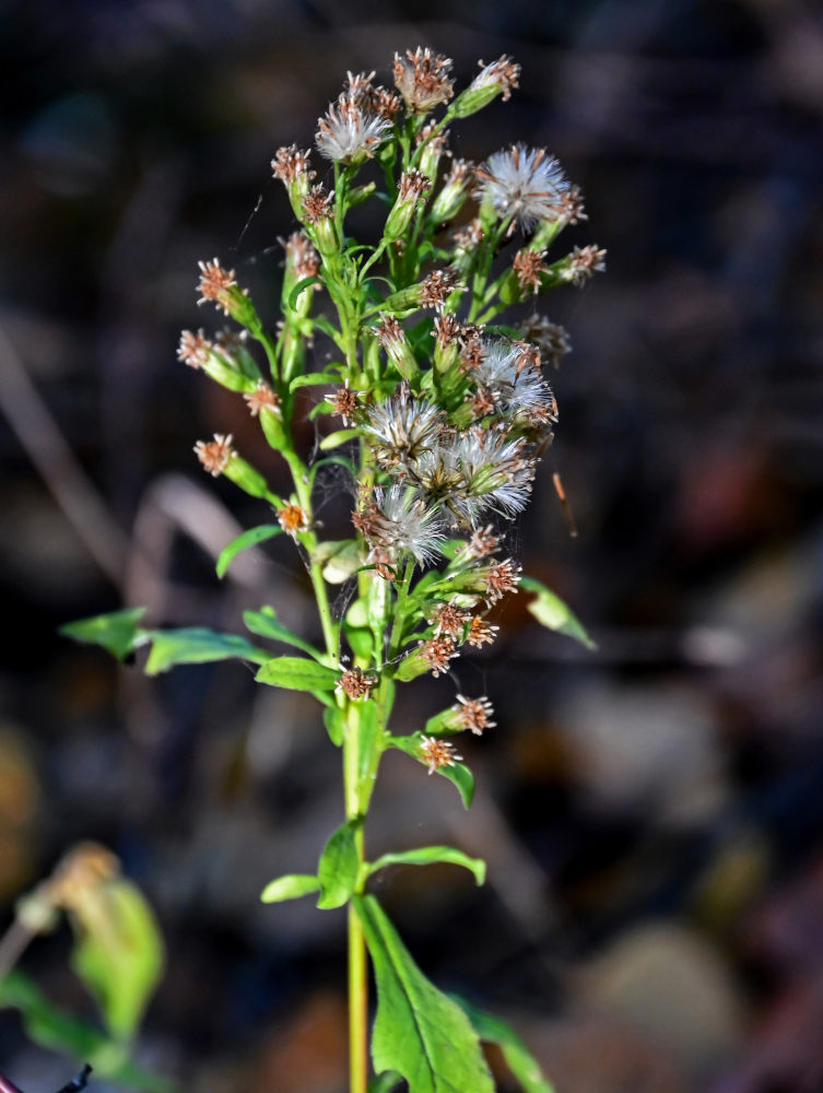 Image of Solidago virgaurea specimen.