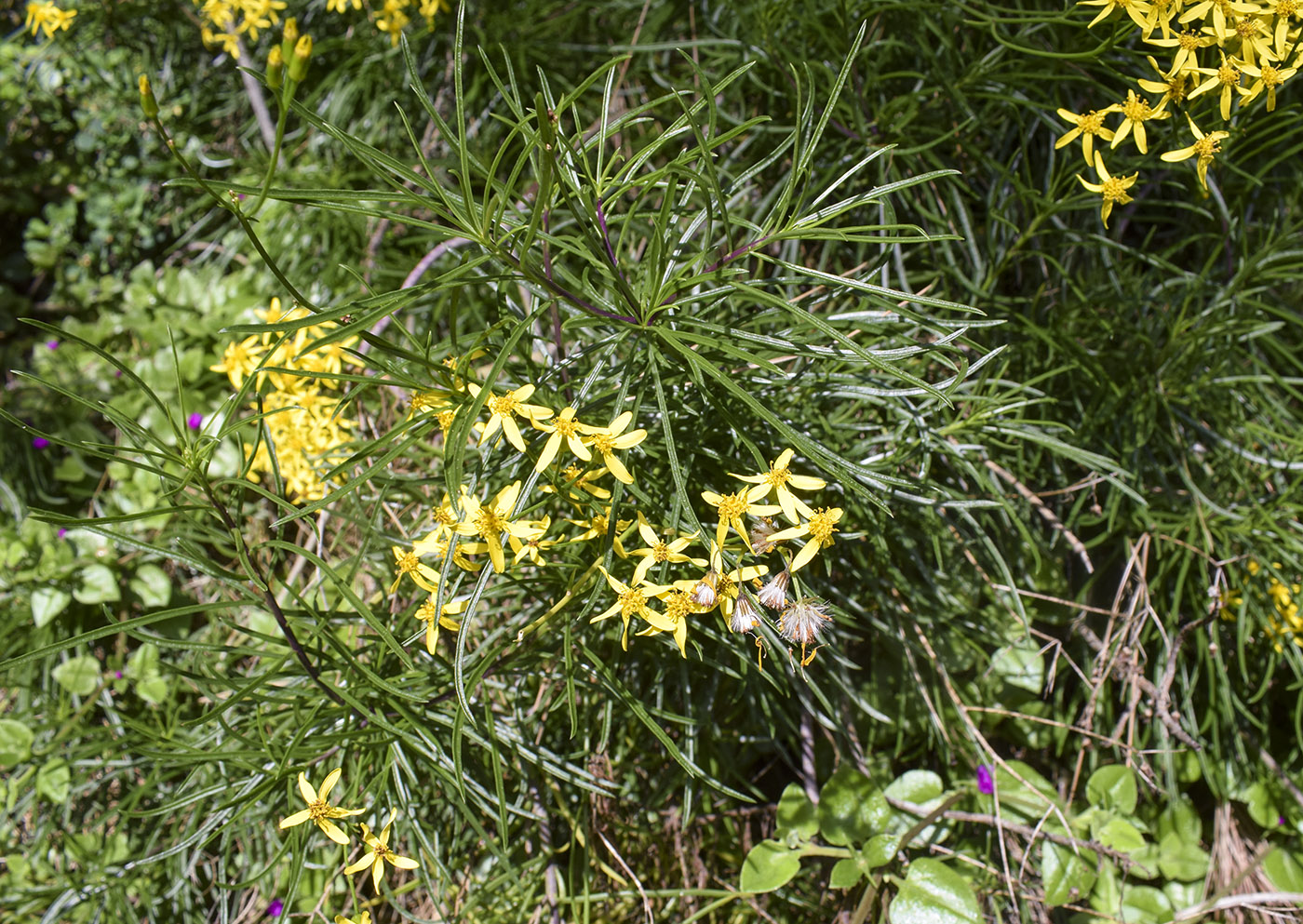 Image of Senecio pseudolongifolius specimen.