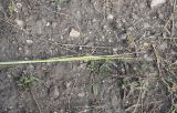 Stipa capillata