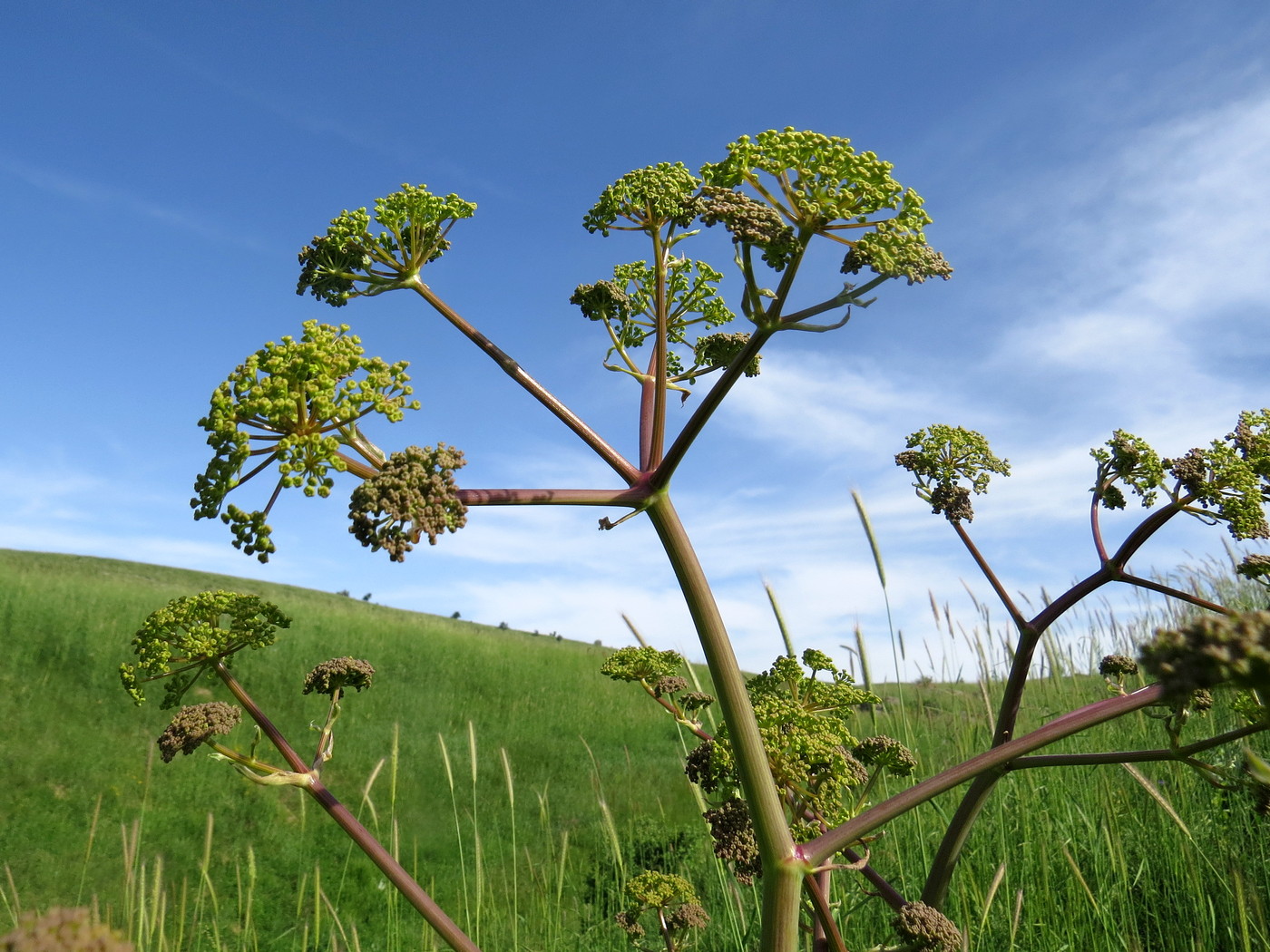 Image of Ferula kirialovii specimen.