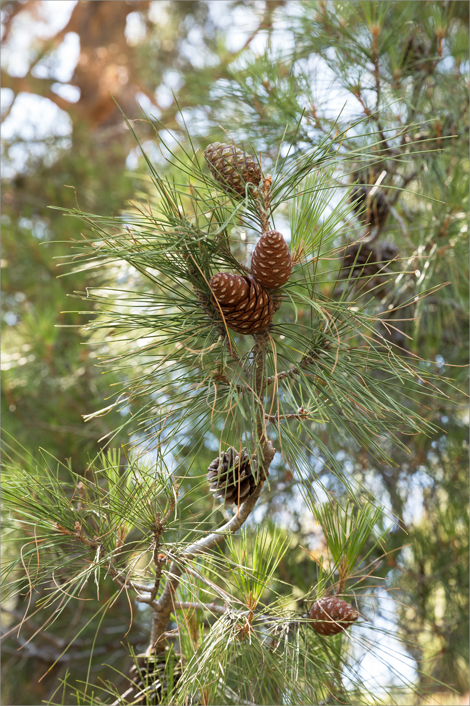 Image of Pinus brutia specimen.