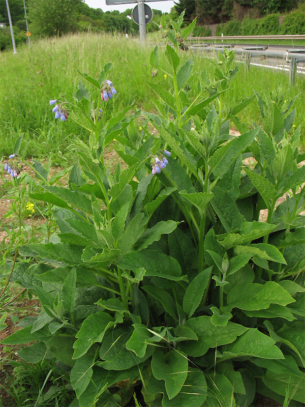 Image of Symphytum × uplandicum specimen.