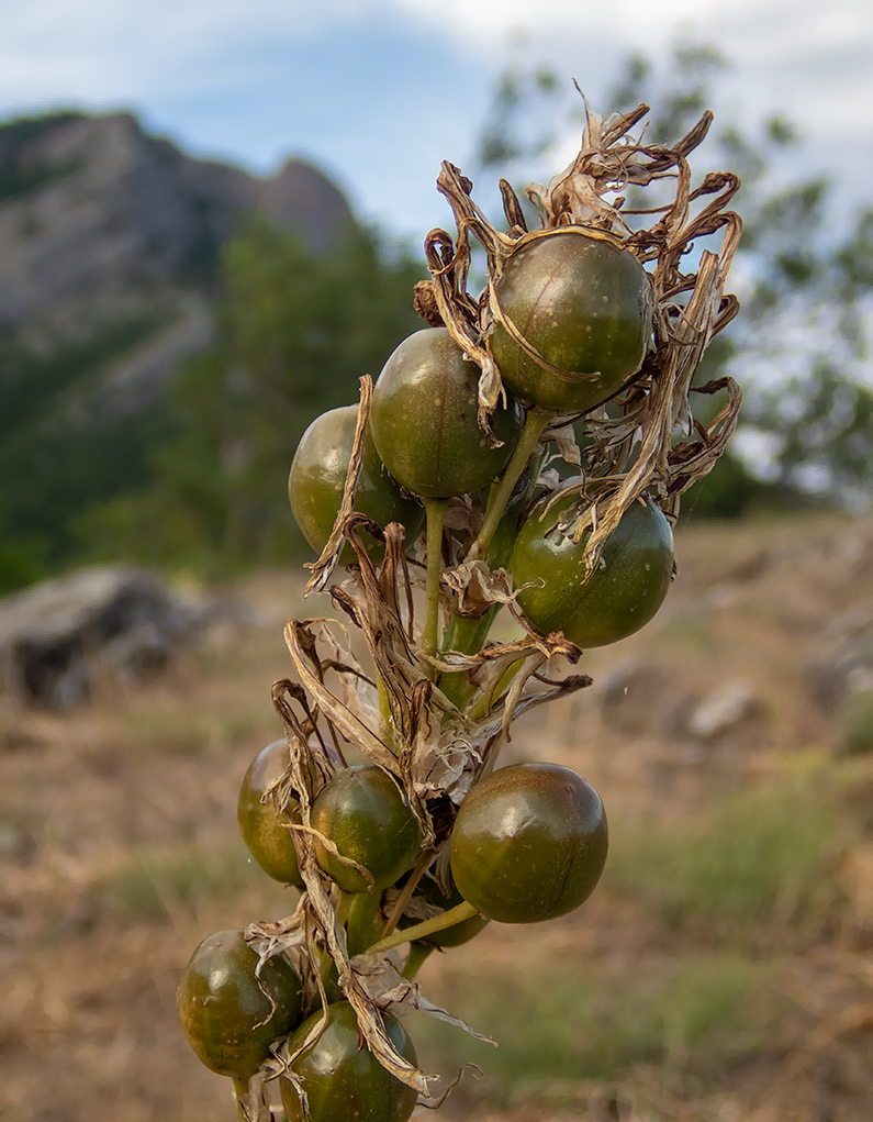 Image of Asphodeline lutea specimen.