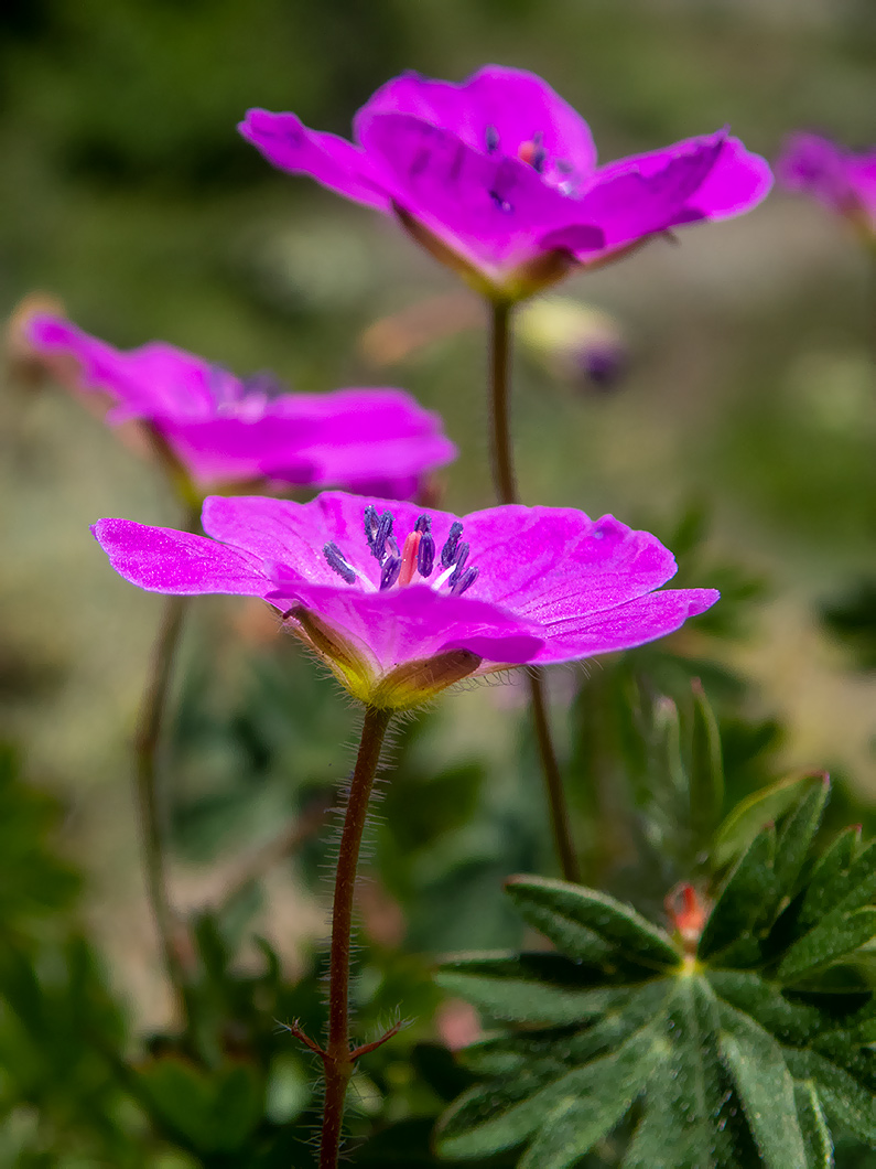 Image of Geranium sanguineum specimen.