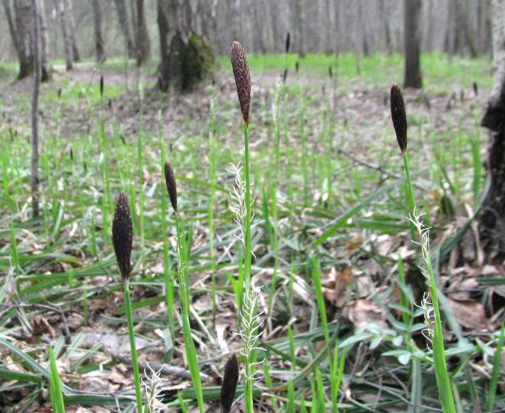 Image of Carex pilosa specimen.