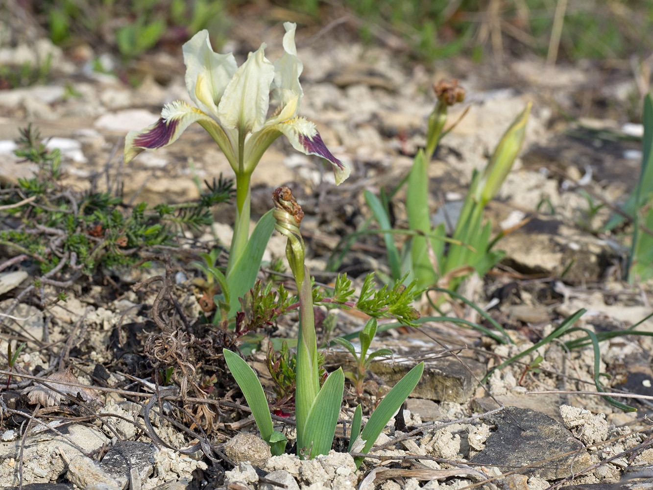 Изображение особи Iris pumila.
