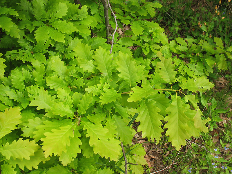 Изображение особи Quercus petraea.