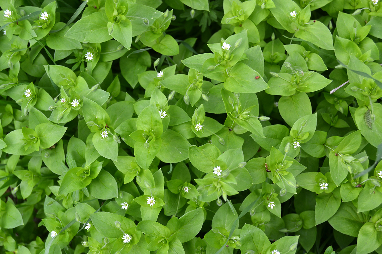 Image of Stellaria media specimen.