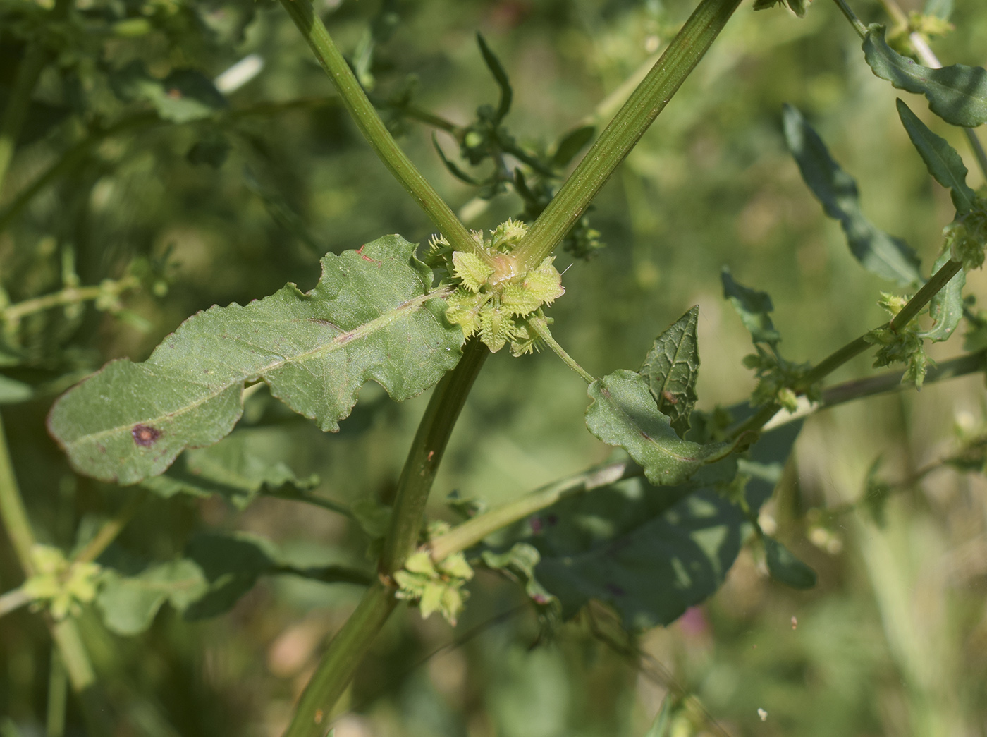 Image of Rumex pulcher specimen.